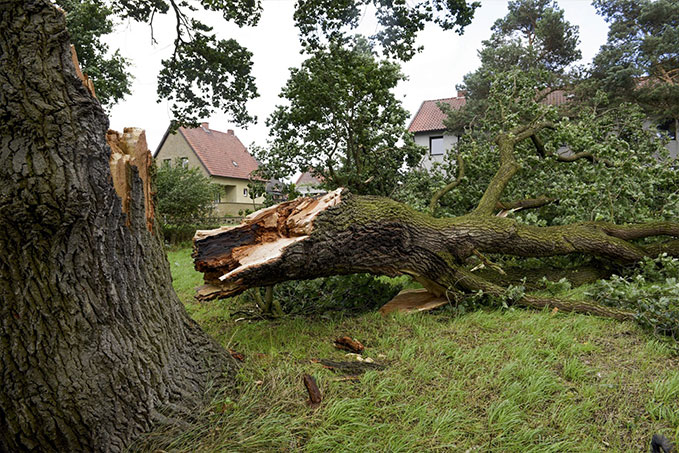 Fallen tree